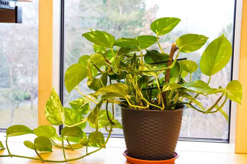 Epipremnum aureum (Golden Pothos) - Plant Care 101