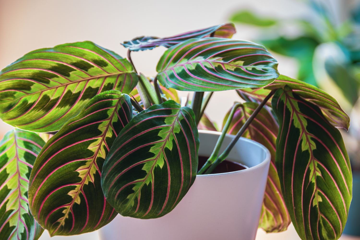 Prayer plant: how to care for Maranta leuconeura - Plantura