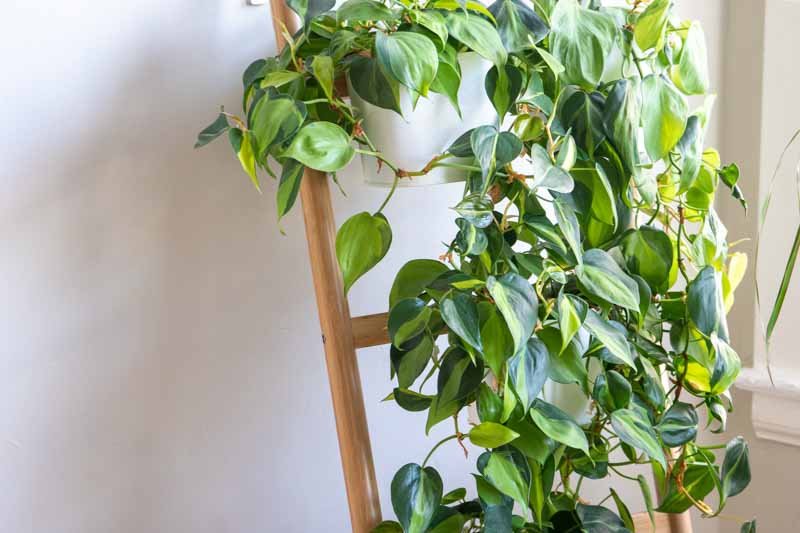 Philodendron 'Brasil' - Plant Care 101