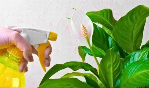 Peace lilies will bloom when watered with one natural item every month - Daily Record