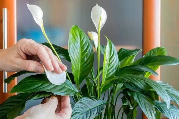 Peace lilies will bloom all spring and summer if one watering method is followed - The Mirror US
