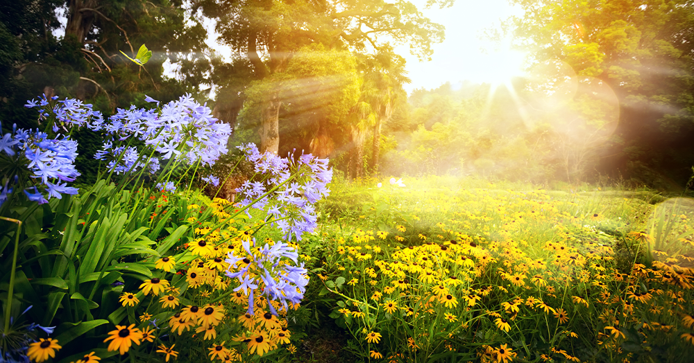 Mother Nature | Mapping the Sun in Your Yard