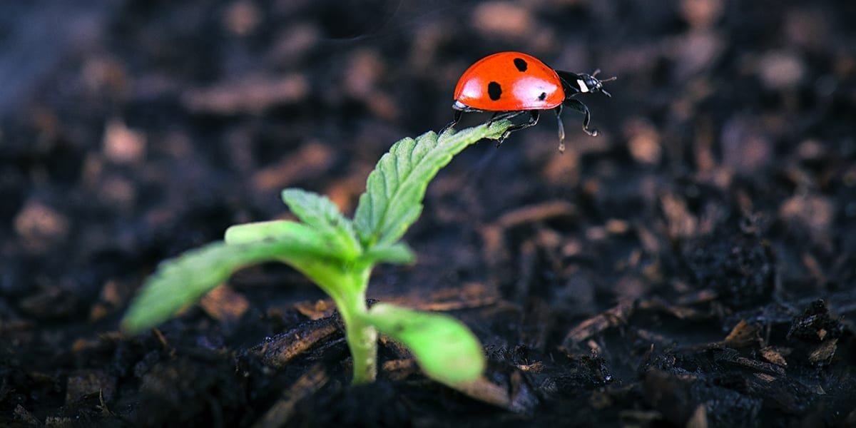 6 Smart Ways to Prevent Pests  Disease | Platt Hill Nursery | Blog  Advice