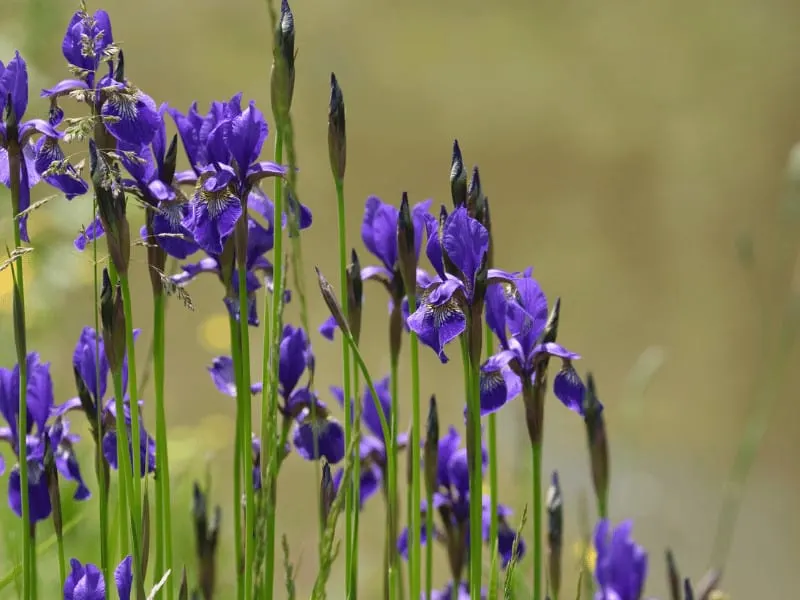 Best Fertilizers for Irises – A Buyers Guide [2025]