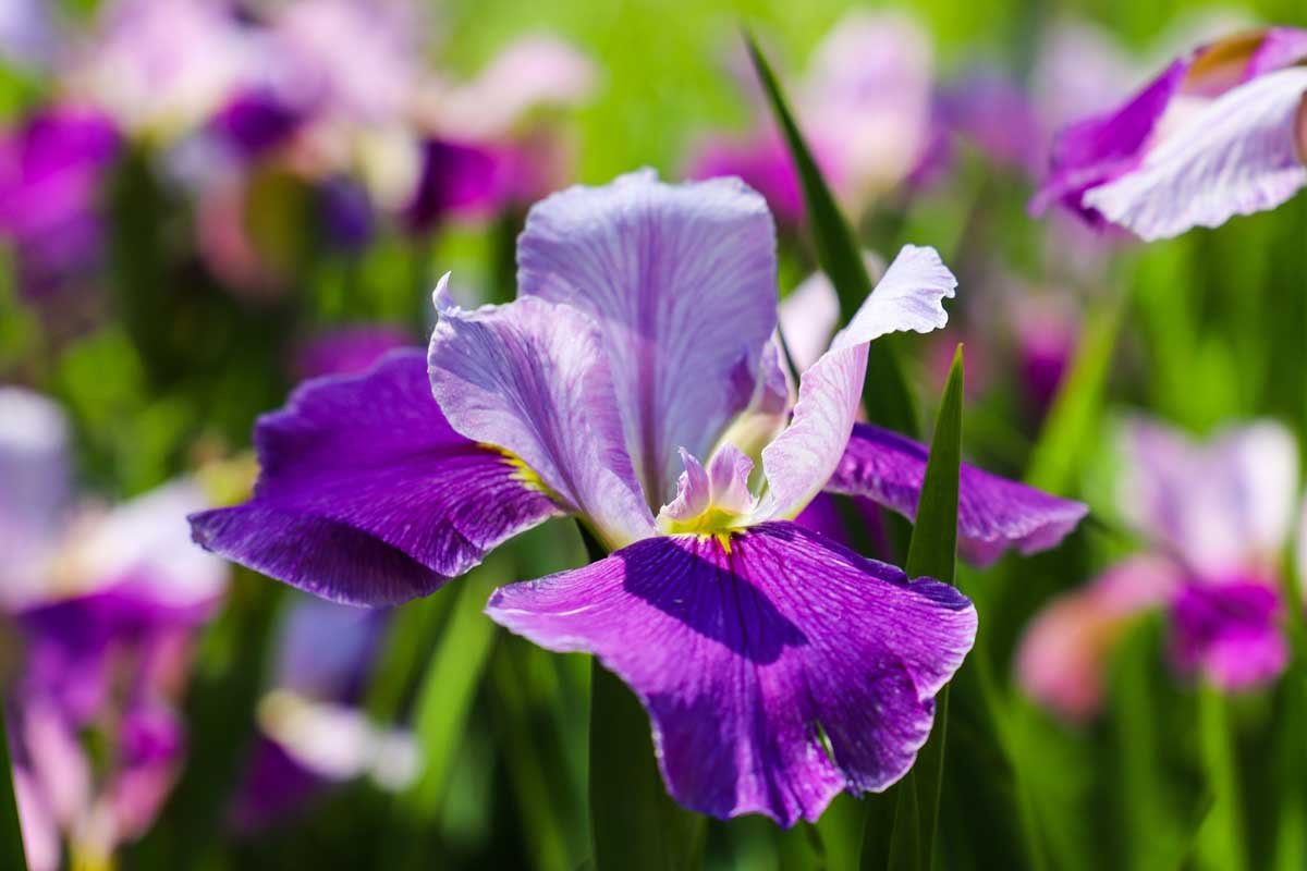 How to Lift, Divide, and Transplant Iris Plants | Gardener's Path