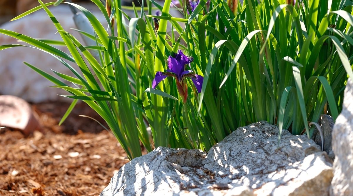 How to Plant, Grow and Care For Iris Flowers