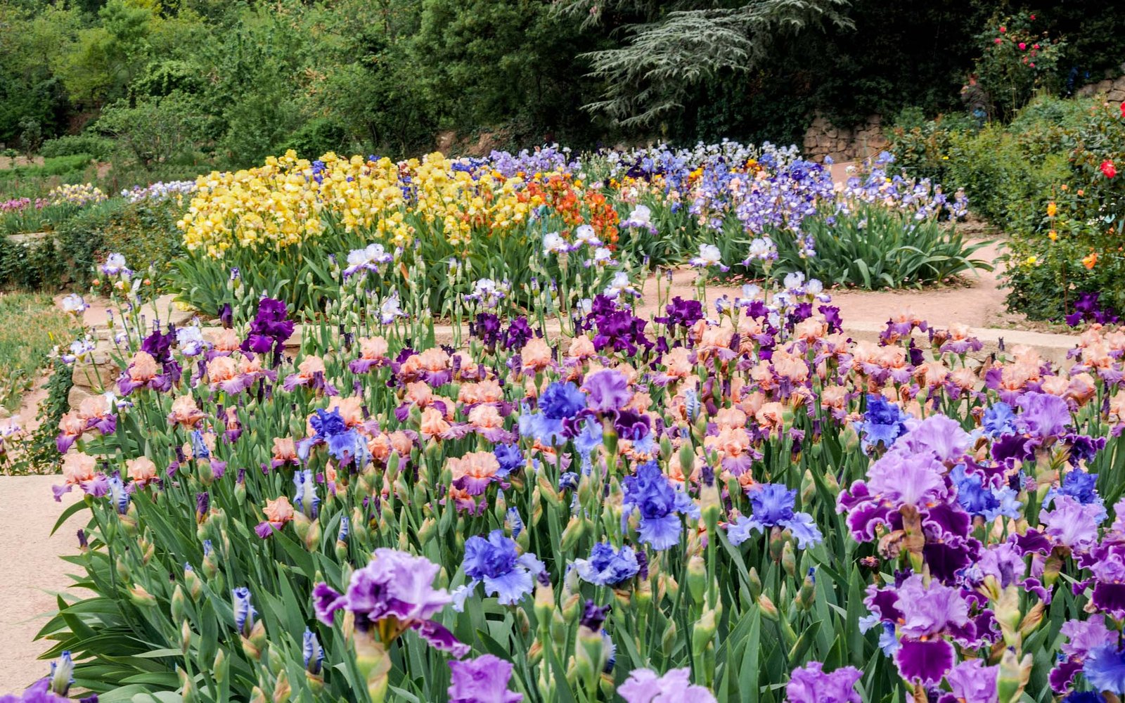 Bearded Iris Planting Guide | American Meadows