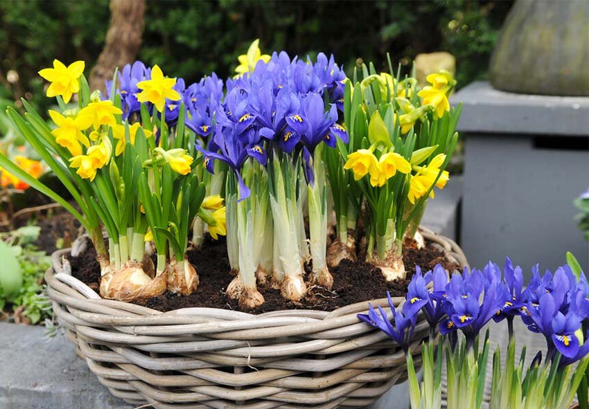 Caring for Irises After Planting: Expert Tips for Thriving Blooms