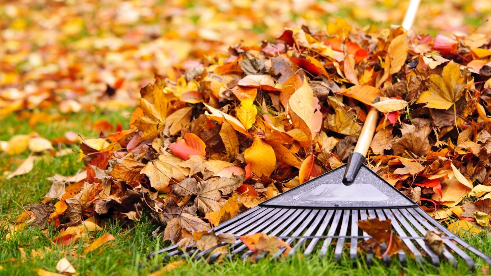 7 Fall Cleanup Steps You Can Skip This Year