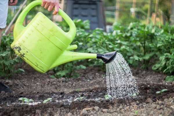 Watering Plants, How Much, Frequency, Timing. Gardener's Net.
