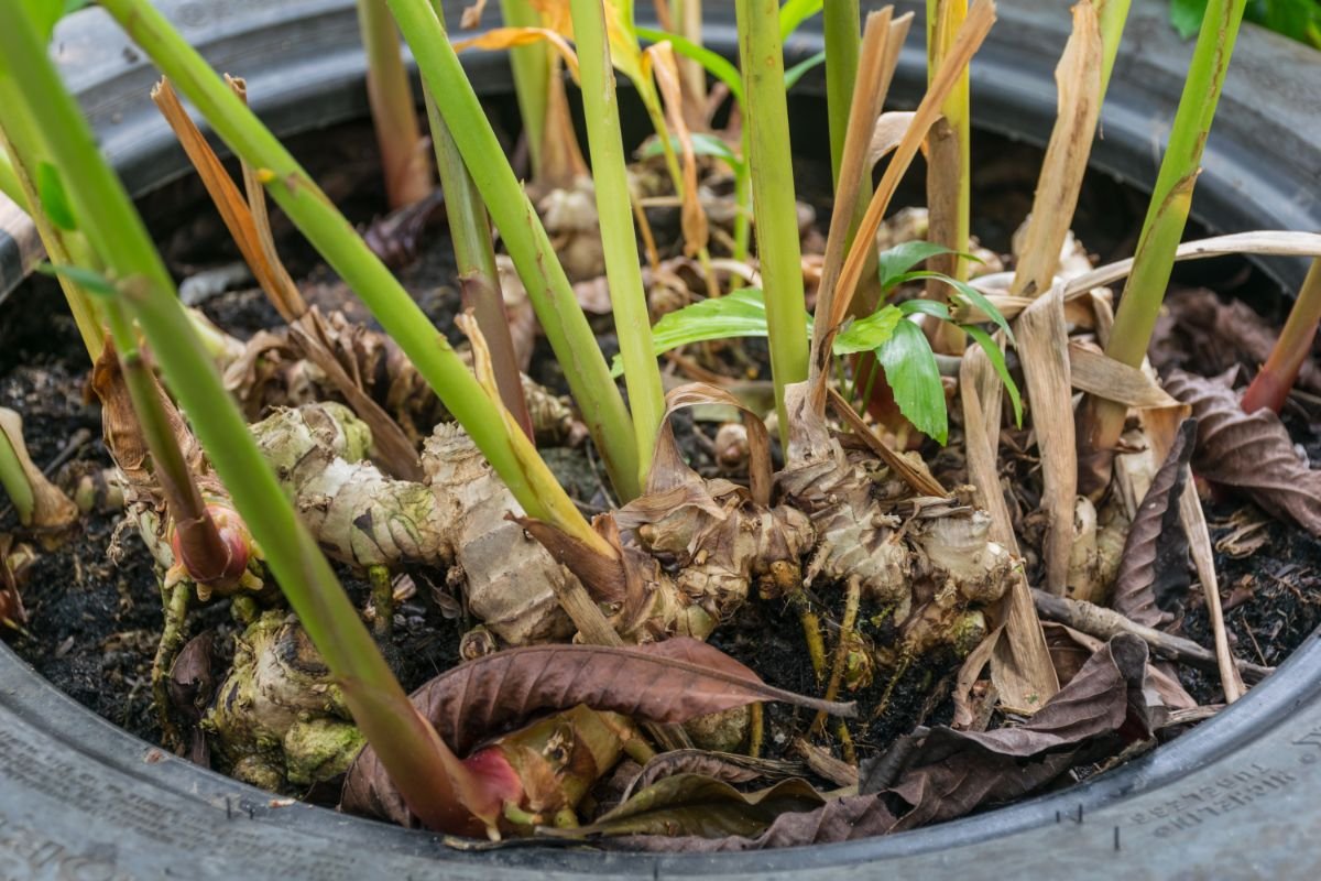 Grow ginger in lots of containers with ease using this step-by-step guide