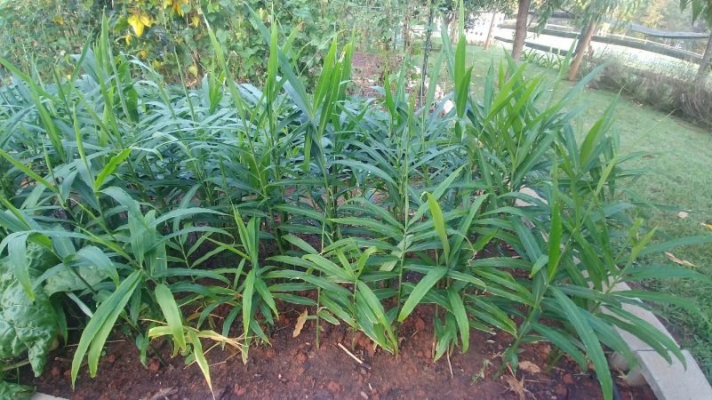 Grow ginger in lots of containers with ease using this step-by-step guide