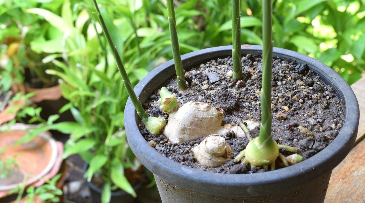 15 Tips For Growing Amazing Ginger Plants in Pots or Containers