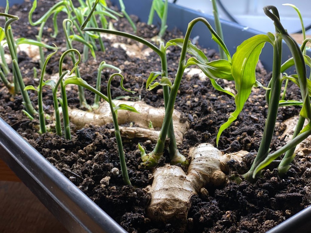 Grow ginger in lots of containers with ease using this step-by-step guide