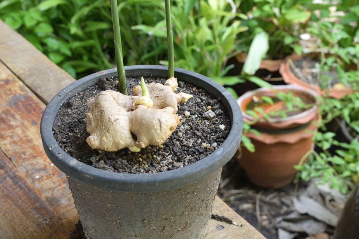 Grow ginger in lots of containers with ease using this step-by-step guide