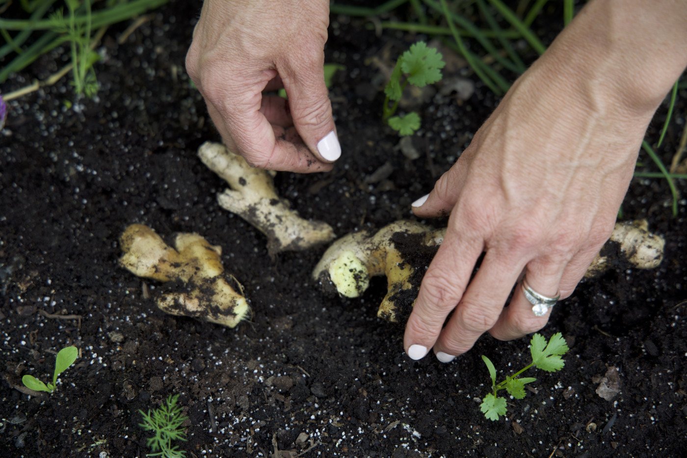 How to Grow Your Own Organic Ginger • Gardenary