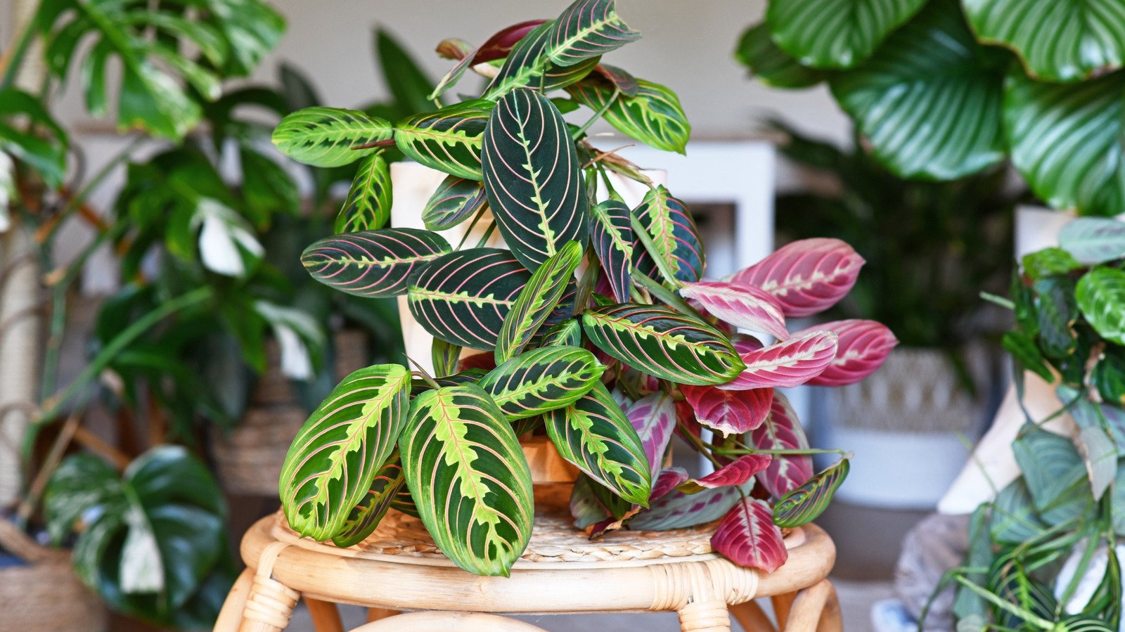 Why Your Prayer Plant Is Dying (And How To Save It)