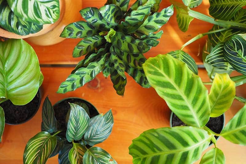 Prayer Plant Care Made Easy: Tips for Lush, Vibrant Leaves • The Garden Glove