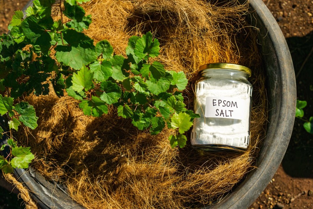 Using Epsom Salt for Plants: What Are the Benefits? – Ugaoo