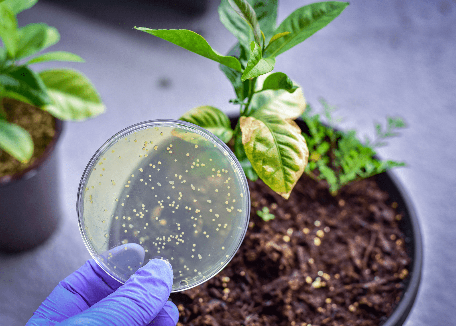 Six Ways Cinnamon Can Support Your Plants' Growth to Enhance Your Garden - ManMadeDIY