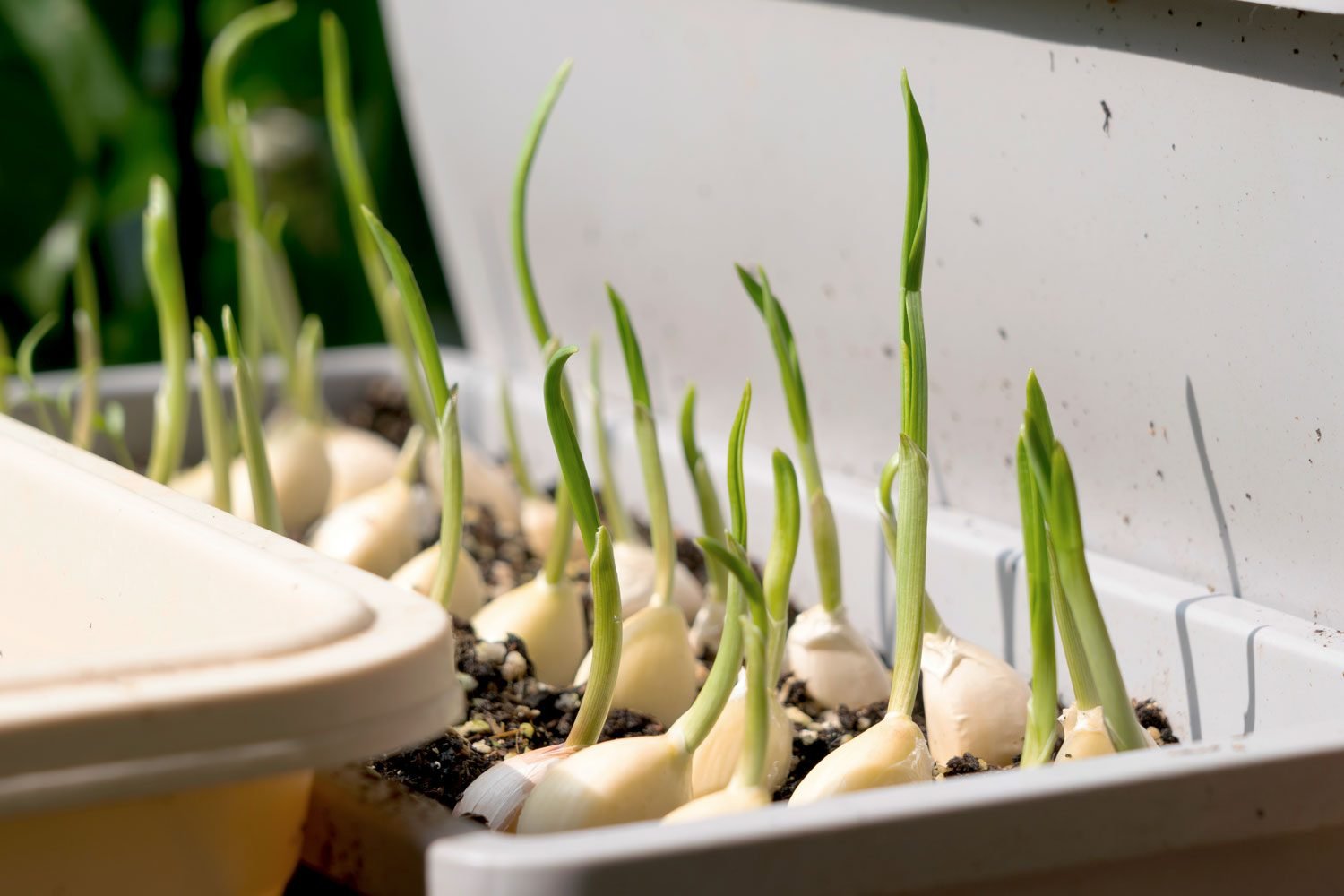 How to Grow Garlic Indoors with a Sprouted Clove