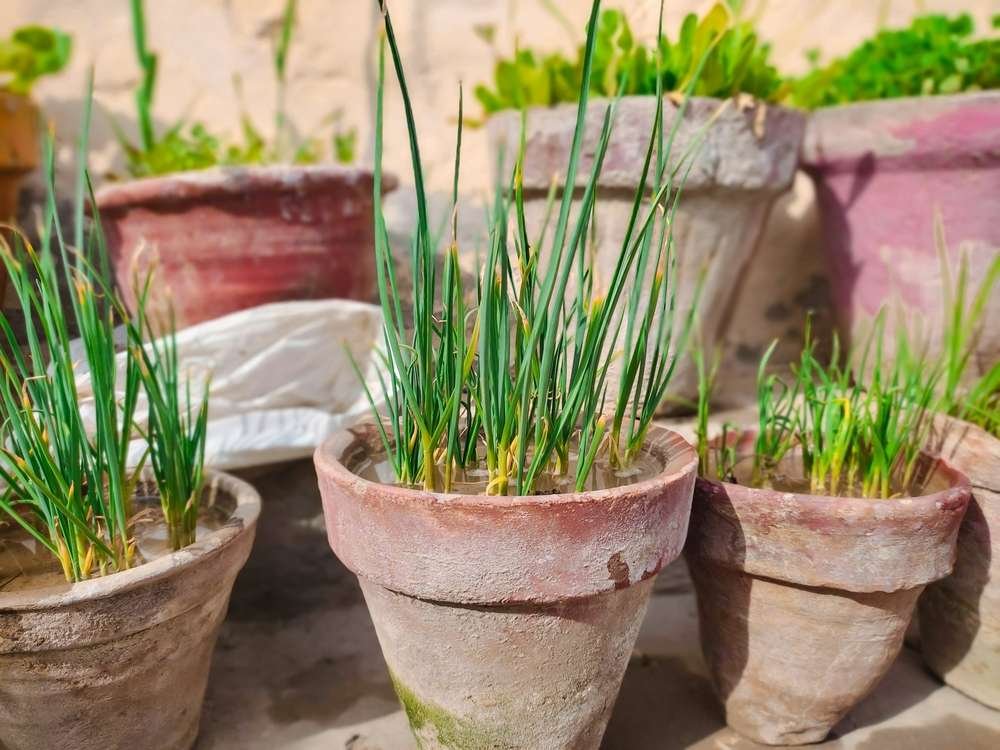 Complete Guide to Growing Garlic in Containers | Container Crop