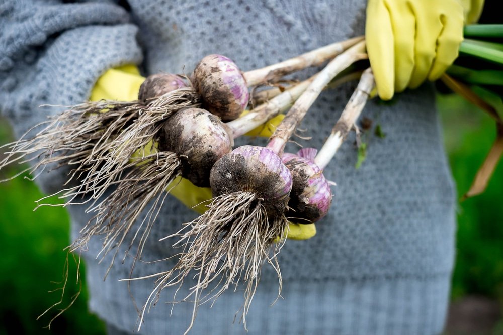 When to Harvest Garlic » Everything You Need to Know