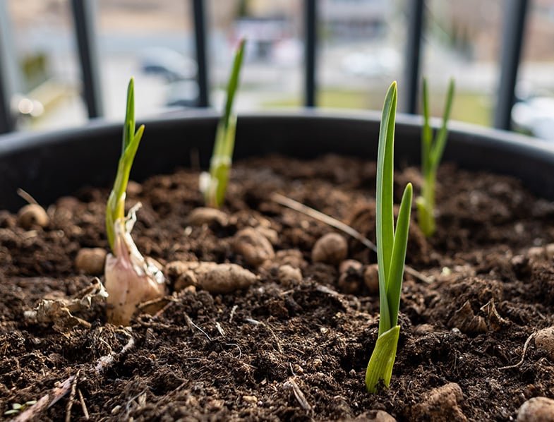 How to Grow Garlic in Pots: All You Need To Know