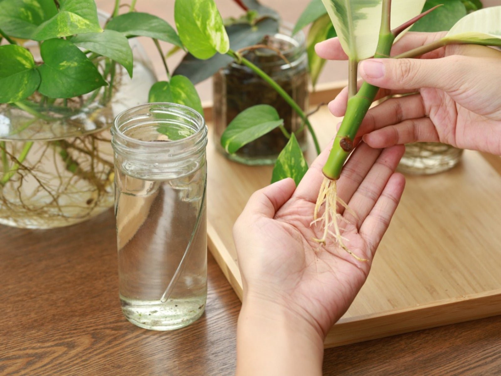 Tips For Propagating Houseplants With Cuttings | Gardening Know How