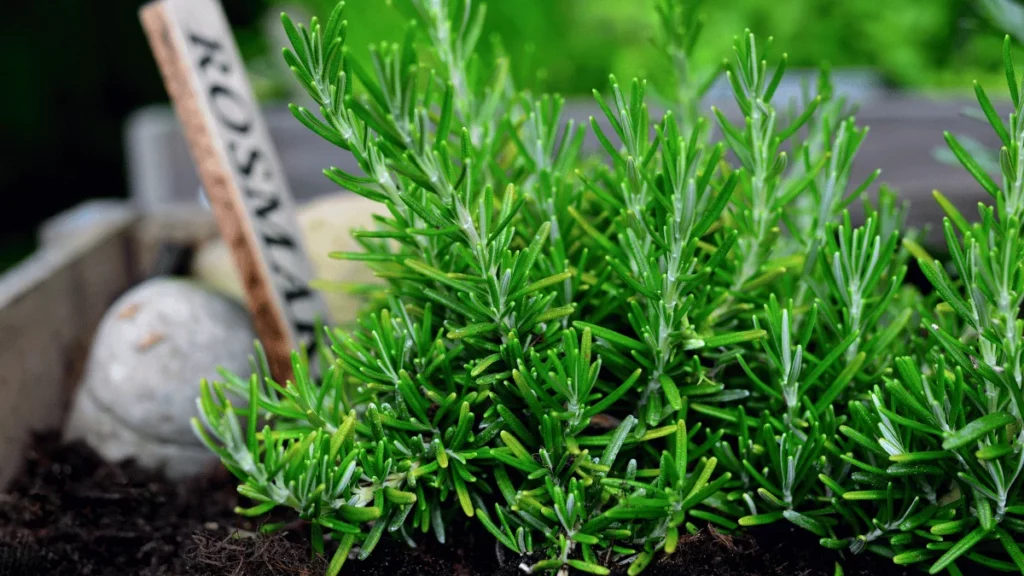 15 Perfect Rosemary Companion Plants (with Chart) | RASNetwork Gardening