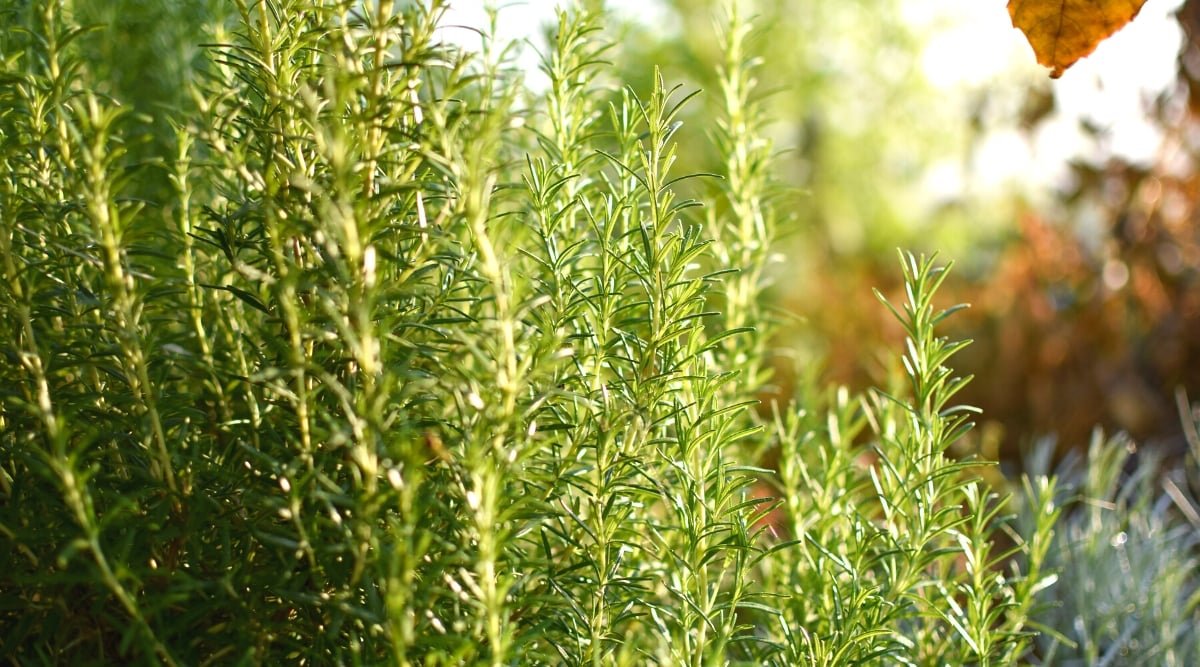 Does Rosemary Need Full Sun, Partial Shade, or Full Shade?