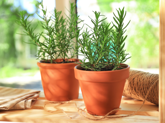 Growing Rosemary Indoors: Benefits, Growing Instructions and Tips for  Keeping a Rosemary Plant Alive - Mom Jeans and Garden Things