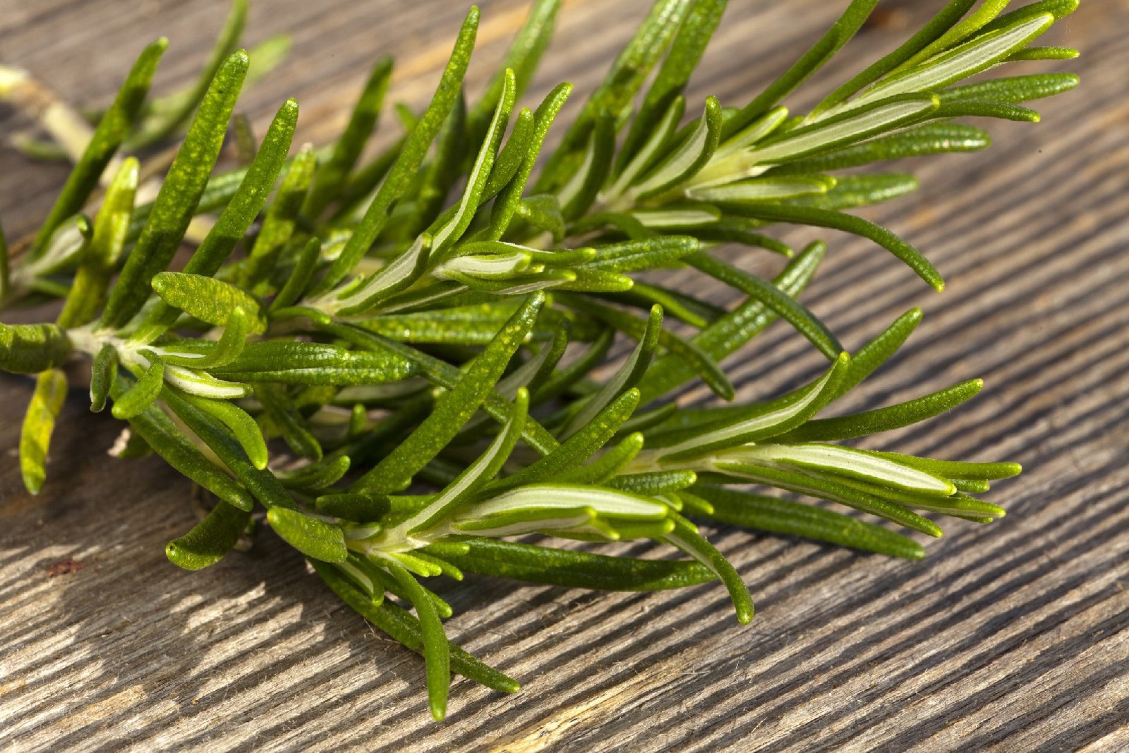 What is the Optimal Temperature for Rosemary? (Range, Effects, and  Abnormalities)