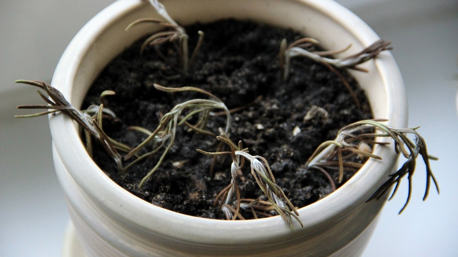 15 Reasons Your Rosemary is Turning Brown and Dying