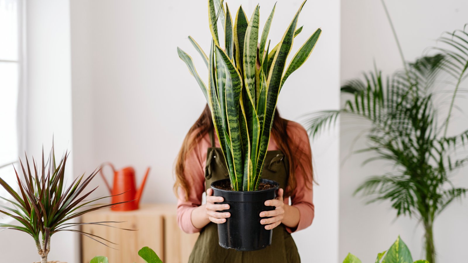Solve Your Snake Plant Problems by Avoiding These 7 Mistakes | Gardening  Know How