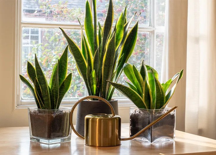How to Care for a Snake Plant (Psst: It's Easier Than You Think)