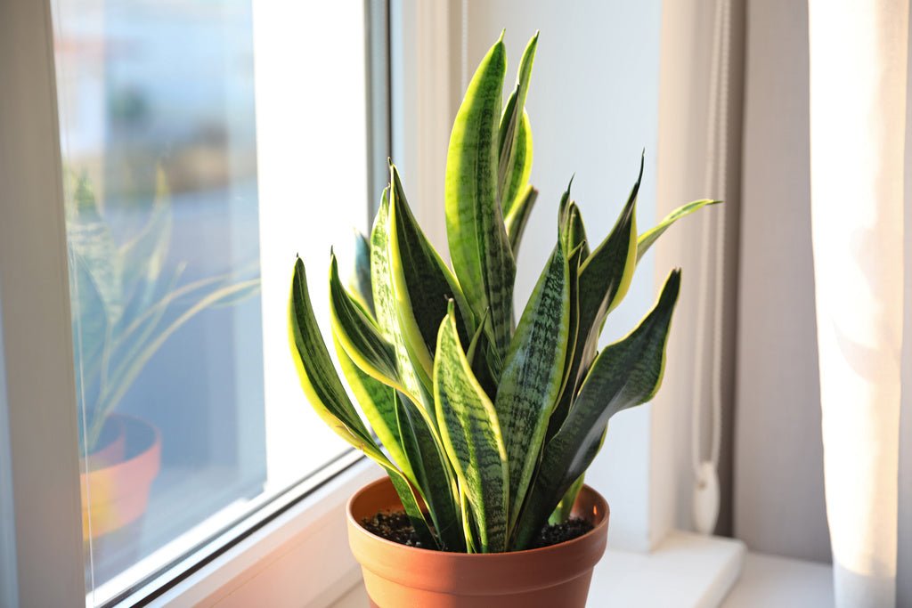 10+ Snake Plant Varieties for Indoors (+ Care Tips  FAQs) – Rosy Soil
