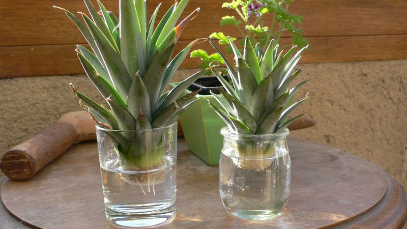 Cách Trồng Thơm Trong Chậu Đơn Giản Từ Một Quả Thơm Chín | Cooky.vn