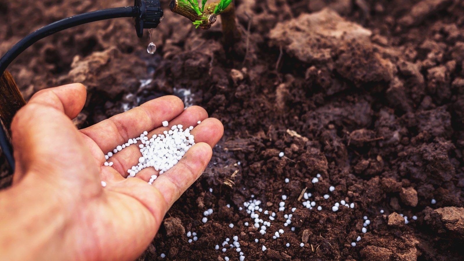 11 Tips for Fertilizing Your Garden this Spring