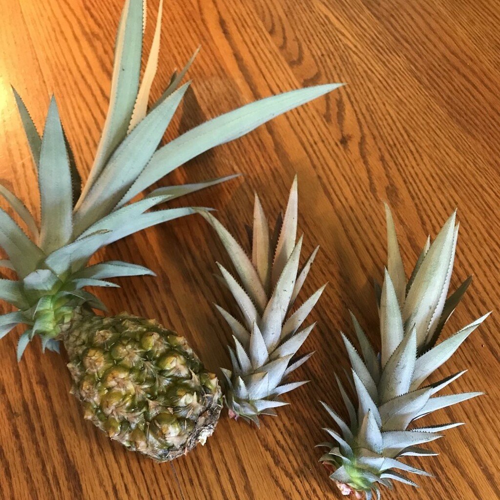 Pineapple Propagation from Crowns and Slips - Plant Propagation -  ECHOcommunity Conversations