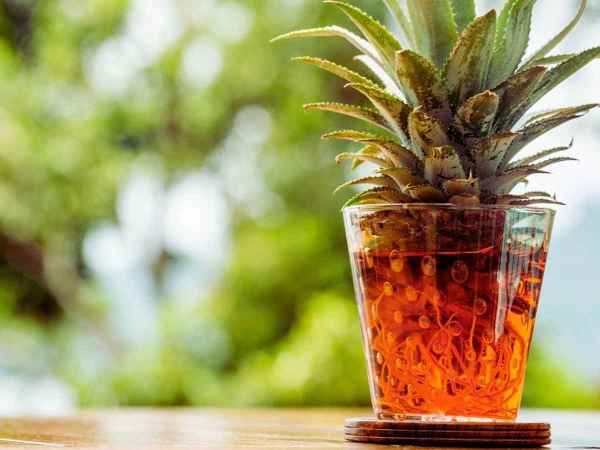 How to Plant and Grow Pineapple Top in 4 Easy Steps (With Photos) - HubPages